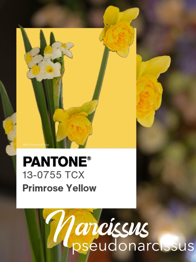 Fleurs de Mars photo 6